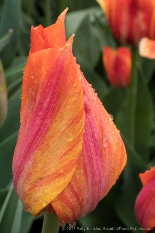El Nino tulipán (5db)