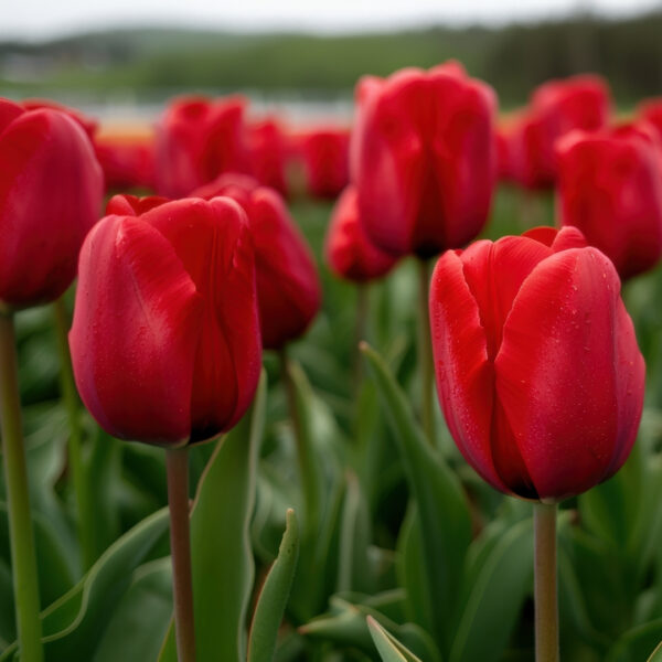 Red Impression tulipán-valódi évelő (5db) - Image 3