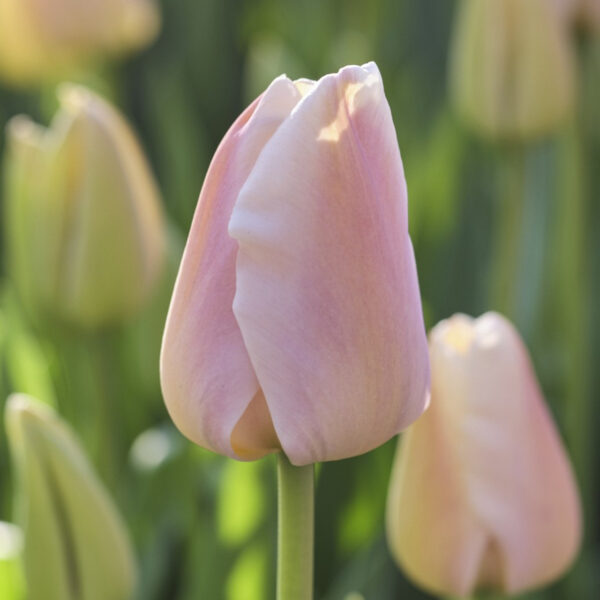 Apricot Pride tulipán (5db)