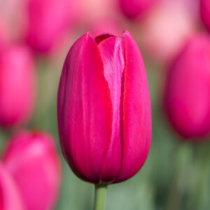 Yosemite tulipán (5db)