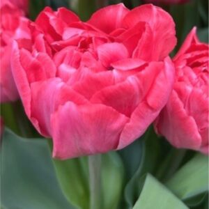 Taiwan tulipán (5db)