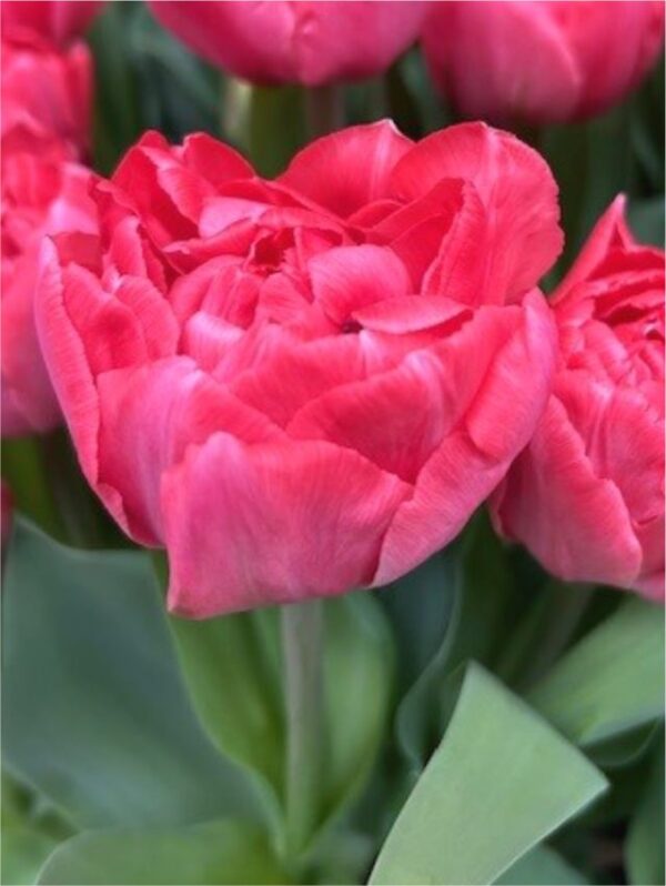 Taiwan tulipán (5db)