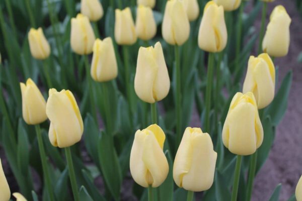 World Friendship tulipán (5db)- valódi évelő - Image 2