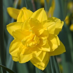 Golden ducat nárcisz (5db)