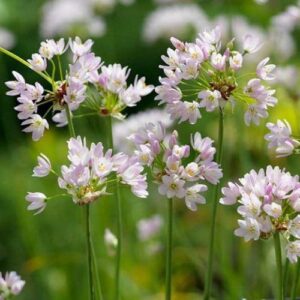 Allium roseum díszhagyma (5db)