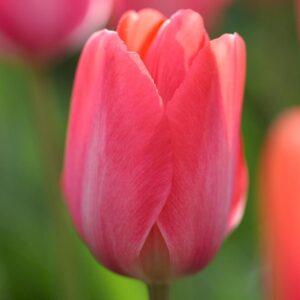 Van Eijk tulipán (5db)- valódi évelő