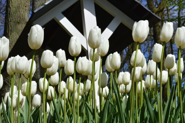 Clearwater tulipán (5db) - Image 2