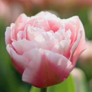 Dreamer tulipán (5db)