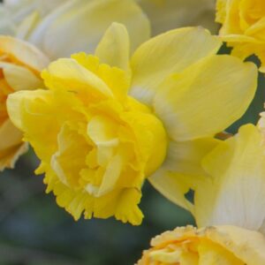 Milena nárcisz (3db)