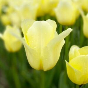 World Friendship tulipán (5db)- valódi évelő