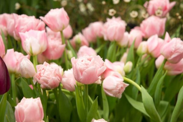 Finola tulipán (5db) - Image 2