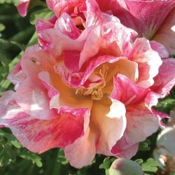 Kaliforniai kakukkmák- Eschscholzia californica- Rosa Romantica
