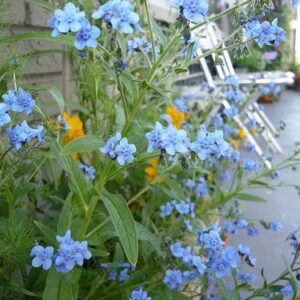 Kínai nefelejcs- Cynoglossum amabile- Firmament