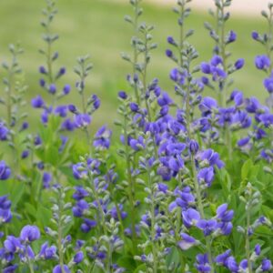 Déli borsófürt- Baptisia australis