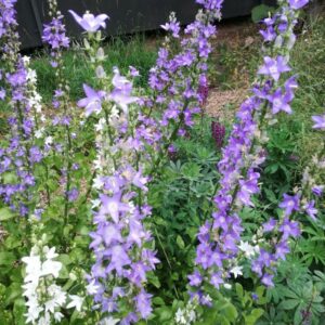 Tornyos harangvirág- Campanula pyramidalis' -Mix