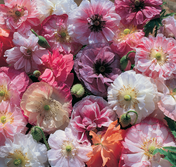 Díszpipacs - Papaver rhoeas-'Dawn Chorus' - Image 2