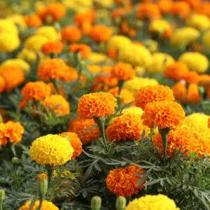 Bársonyvirág (büdöske)- Tagetes erecta - 'Ballmengsel'