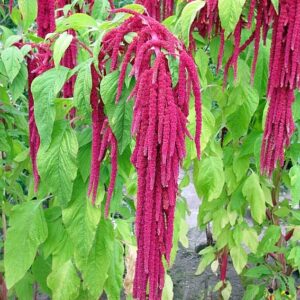 Amaránt- Amaranthus caudatus