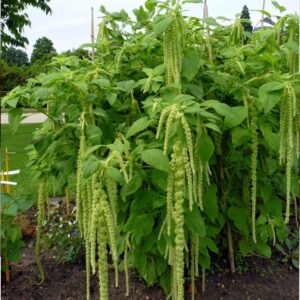 Amaránt- Amaranthus caudatus- Green Viridis