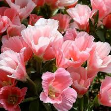 Nagyvirágú tündérkürt- Clarkia amoena ssp lindleyi- Duplavirágú mix