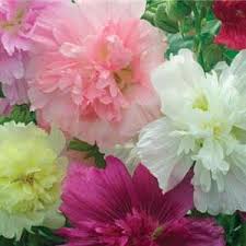 Egynyári kerti mályvarózsa- Althaea rosea annua- Summer canival Mix