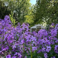 Hölgyestike- Hesperis matronalis- Violet