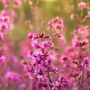 Enyves szurokszegfű- Lychnis (Silene)Viscaria