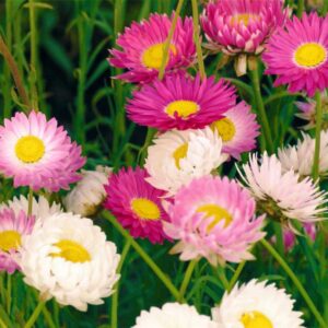 Szalmarózsa- Helipterum/ Acroclinium roseum- Nagyvirágú mix