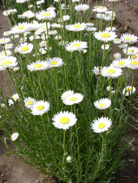 Rózsagyopár - Helipterum roseum- White - Image 2