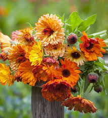 Körömvirág- Calendula officinalis fl.pl.-Superior vágott virág mix