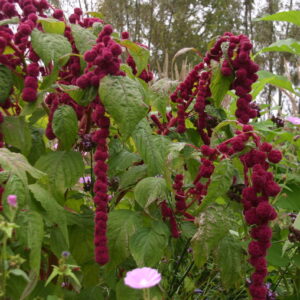 Amaránt- Amaranthus caudatus- Dreadlocks