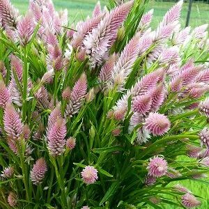 Celózia -Celosia spicata- Flamingo Feather
