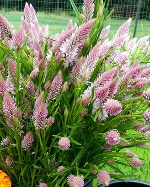 Celózia -Celosia spicata- Flamingo Feather
