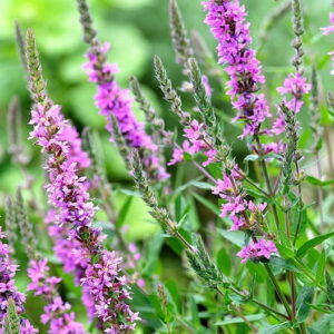 Réti füzény - Lythrum salicaria