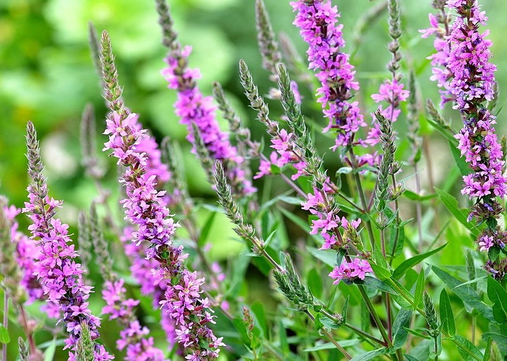 Réti füzény - Lythrum salicaria