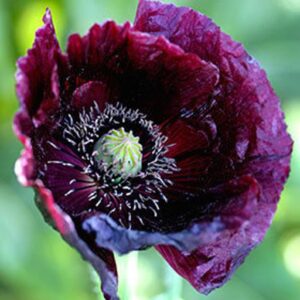 Díszmák- Papaver somniferum - Midnight
