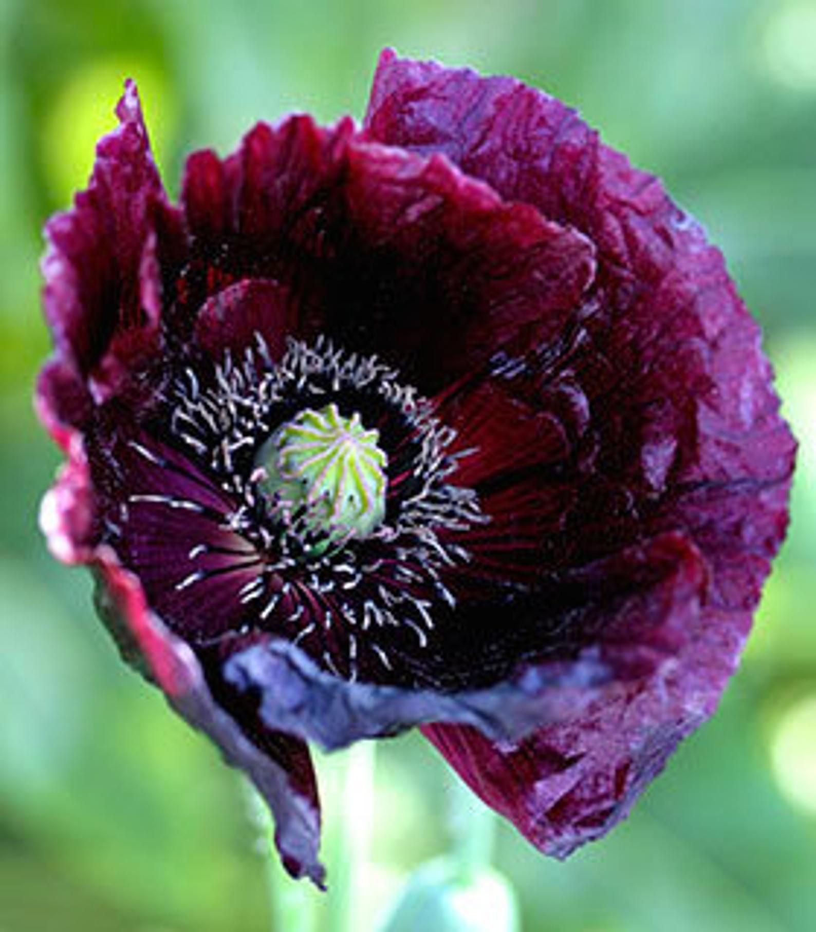 Díszmák- Papaver somniferum - Midnight