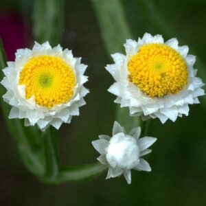 Papírvirág- Ammobium alatum