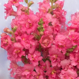 Tátika- Antirrhinum majus- 'Madame Butterfly Rose"