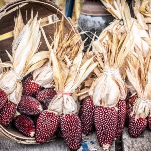 Díszkukorica- Strawberry