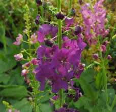 Ökörfarkkóró- Verbascum phoeniceum-'Hybrids mix'