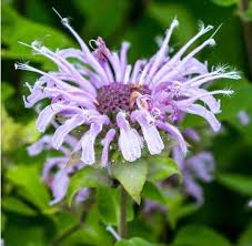 Méhbalzsam- Monarda fistulosa - 'Bergamot'