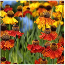 Őszi napfényvirág- Helenium autumnale- 'Helena színkeverék'