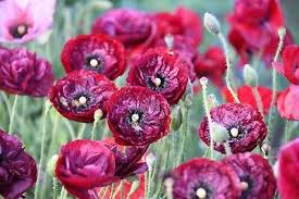 Díszpipacs - Papaver rhoeas-'Pandora' - Image 2