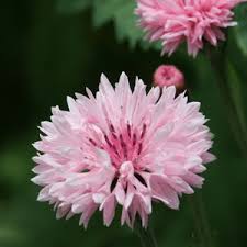 Búzavirág- Centaurea cyanus- 'Pink Ball'
