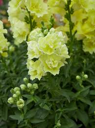 Tátika- Antirrhinum majus- 'Doubleshot Yellow' - Image 2