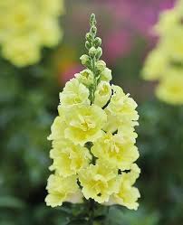 Tátika- Antirrhinum majus- 'Doubleshot Yellow'
