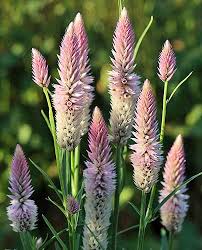 Celózia -Celosia spicata- Flamingo Feather - Image 2