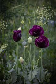 Díszmák- Papaver somniferum - Midnight - Image 2