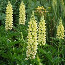 Csillagfürt- Lupinus polyphyllus-'Chandelier'